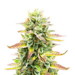 Tropicana Cookies Fast Flowering