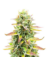Tropicana Cookies Fast Flowering - Herbies