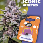 Tropicana Iconic Seeds