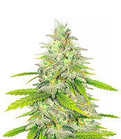 Unknown Kush Early Version - Herbies