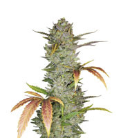 Wedding Cake Auto - Herbies