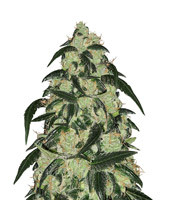 Wedding Cake - Herbies