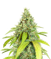 Wedding Cookies - Herbies