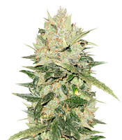 White Critical – Herbies