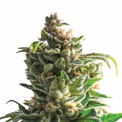 White Skunk 040 Autoflower Cannabis Samen - CBD040