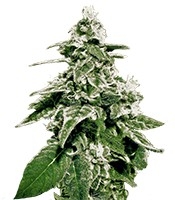 White Widow Auto - Herbies