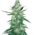 White Widow Autoflower