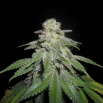 White Widow Samen Feminisiert