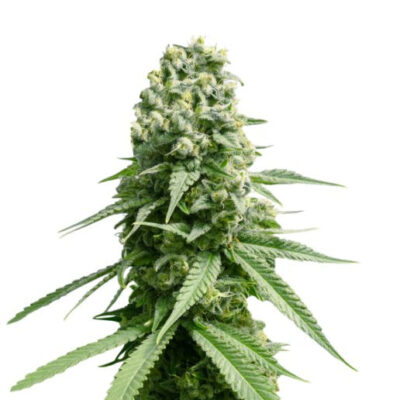 Amnesia - Bushdoctor