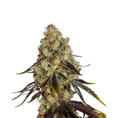 Animal Cookies 3 Stück - Hanfjack