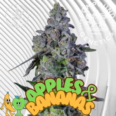 Apples and Bananas Cannabis Stecklinge - Hanfjack