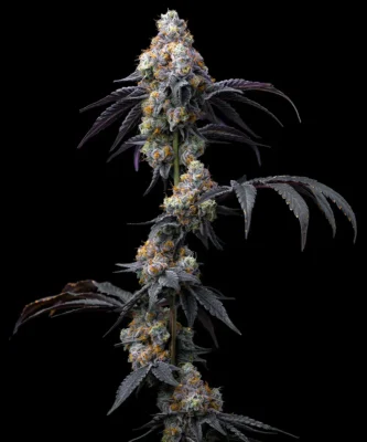 Barneys Farm Rainbow Sherbet 1 Stück - Hanfjack
