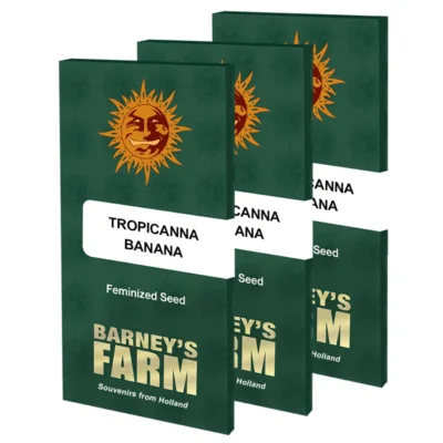 Barneys Farm Tropicanna Banana 3 Stück - Hanfjack