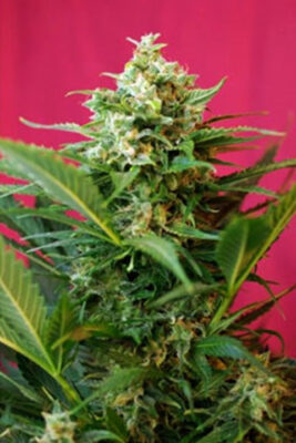 Big Devil X - Bushdoctor