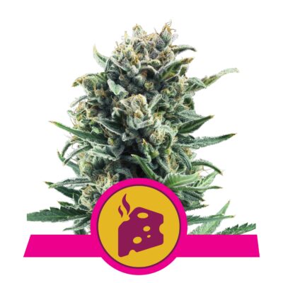 Blue Cheese RQS - Bushdoctor