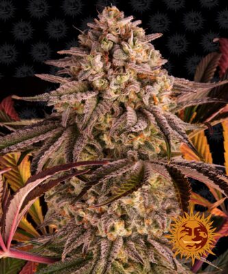 Blue Sunset Sherbert - Bushdoctor