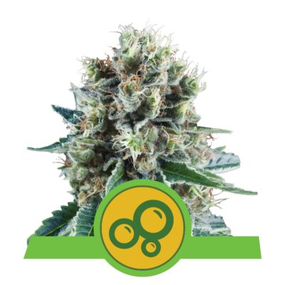 Bubba Kush RQS - Bushdoctor