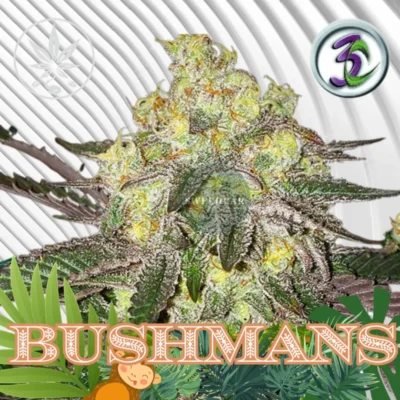 Bushmans Cannabis Stecklinge 6 Stück - Hanfjack