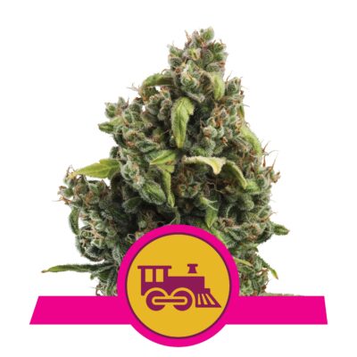 Candy Kush Express - Bushdoctor