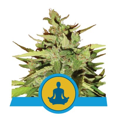 CBD Stresskiller Auto feminisiert 5 Stück - Bushdoctor