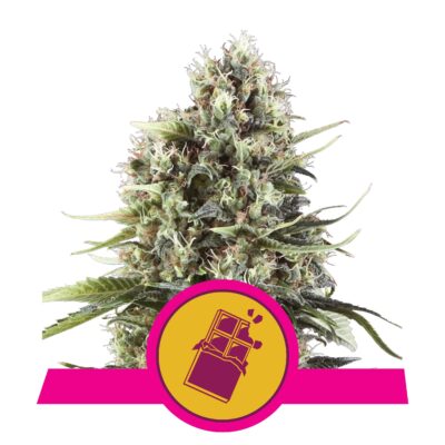 Chocolate Haze 3 Stück - Bushdoctor