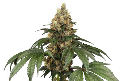Chocolate Rainbow XXL - Bushdoctor