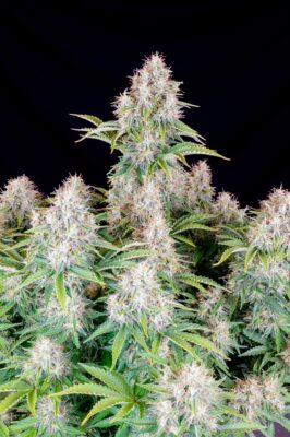 Cinderella Auto 5 Stück - Bushdoctor