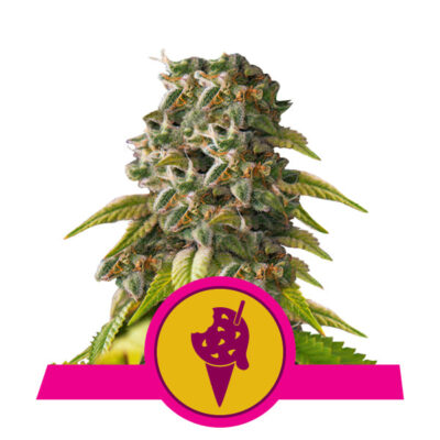 Cookies Gelato - Bushdoctor
