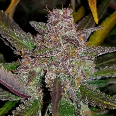 Cream Cookies Auto 5 Stück - Bushdoctor