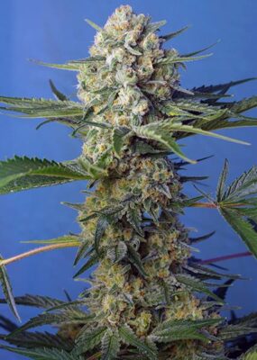 Crystal Candy Fast Version - Bushdoctor