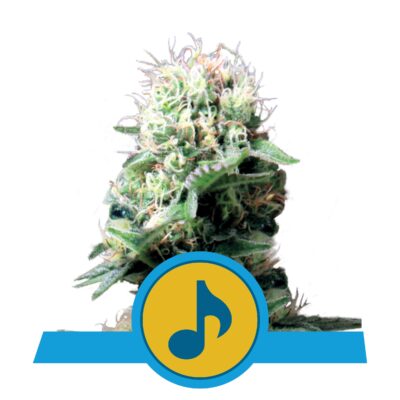 Dance World - Bushdoctor