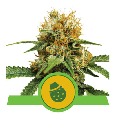 Dos Si Dos RQS - Bushdoctor