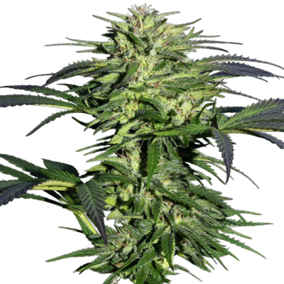 Durban Feminisiert 3 Stk - Bushdoctor