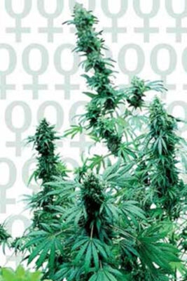 Early Skunk - Bushdoctor