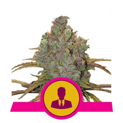 El Patron - Bushdoctor