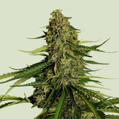 Gaia F1 - Bushdoctor