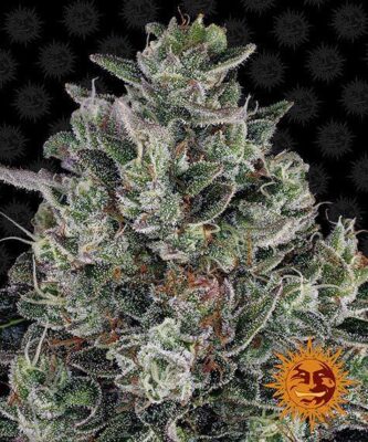 Glookies - Bushdoctor