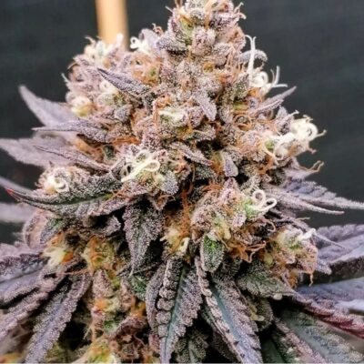 GMO Fast - Bushdoctor