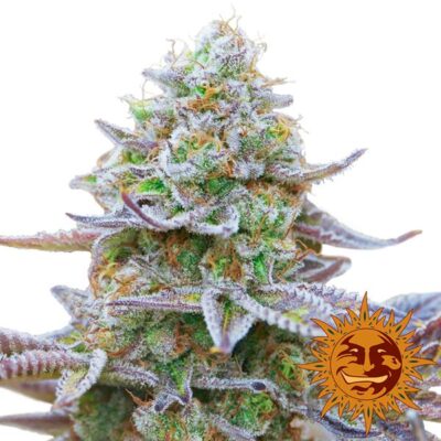 Gorilla Zkittlez - Bushdoctor