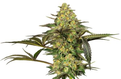 Grapevine Candy - Bushdoctor