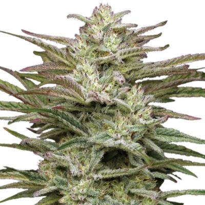 Humboldt Seed Co Jelly Donutz Auto 3 Samen - Hanfjack