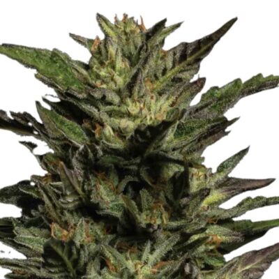 Humboldt Seed Co Pistachio 3 Samen - Hanfjack