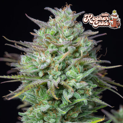 Kosher Cake Auto 5 Stück - Bushdoctor
