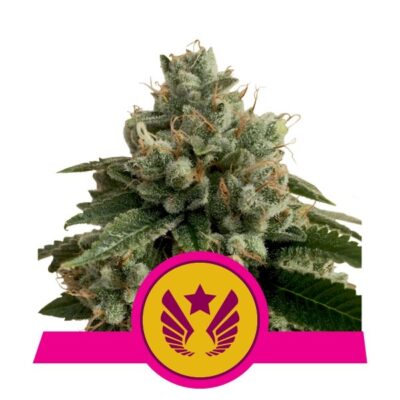 Legendary OG Punch - Bushdoctor