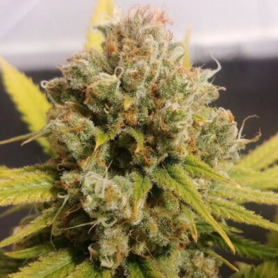 Lemon Z - Bushdoctor