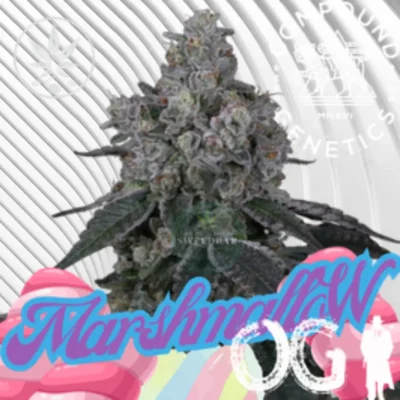 Marshmallow OG Cannabis Stecklinge - Hanfjack