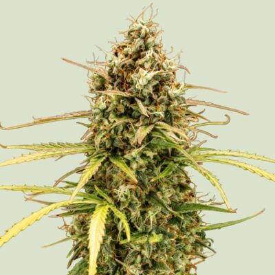 Milky Way F1 - Bushdoctor