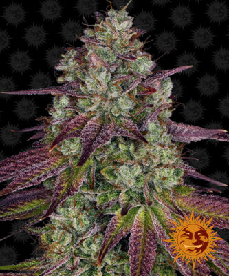 Mimosa EVO - Bushdoctor
