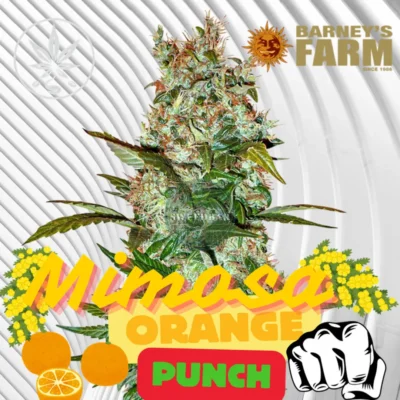 Mimosa x Orange Punch Cannabis Stecklinge - Hanfjack