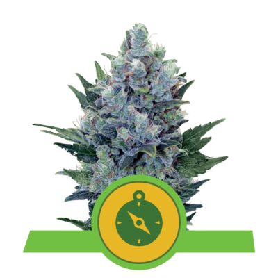 Northern Light RQS - Bushdoctor